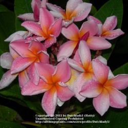Location: Southwest Florida
Date: summer 2011
A lovely peachy-pink flower, registered under the name 'Jean Adam