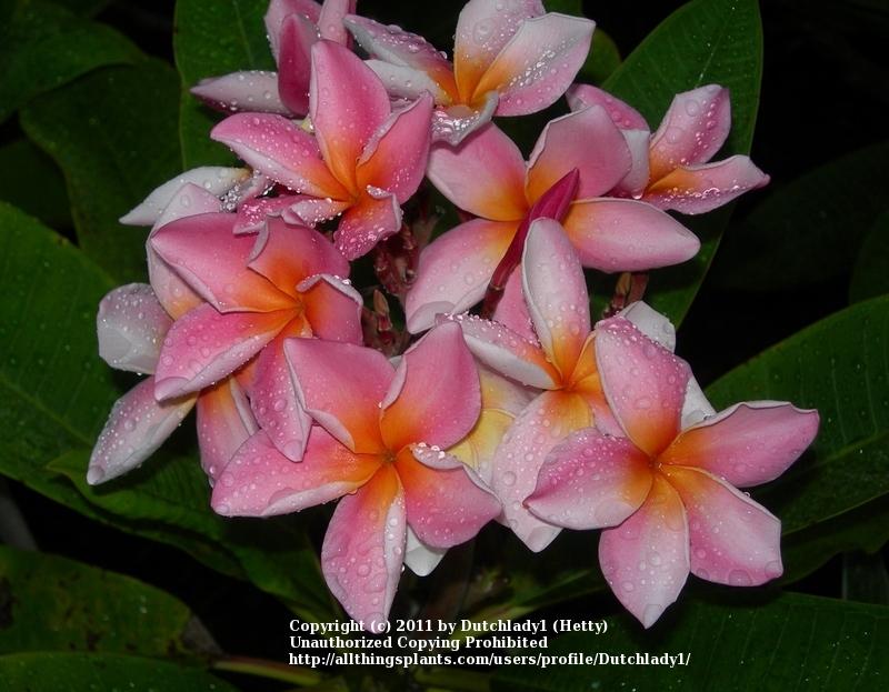 Photo of Plumeria (Plumeria rubra 'Just Peachy') uploaded by Dutchlady1