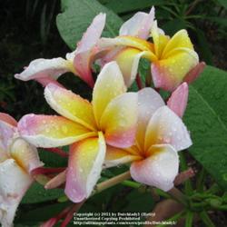 Location: Southwest Florida
Date: summer 2010
A soft-hued seedling of Aztec Gold. Tall growing and profusely bl