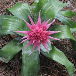 Location: Fred's garden in Naples, FL
Date: 6/20/11
a common box store bromeliad with a long lasting inflorescence