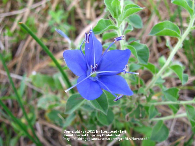 Photo of Blue Water Leaf (Hydrolea ovata) uploaded by Horntoad