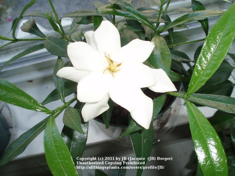 Photo of Gardenia (Gardenia jasminoides 'Frostproof') uploaded by JB
