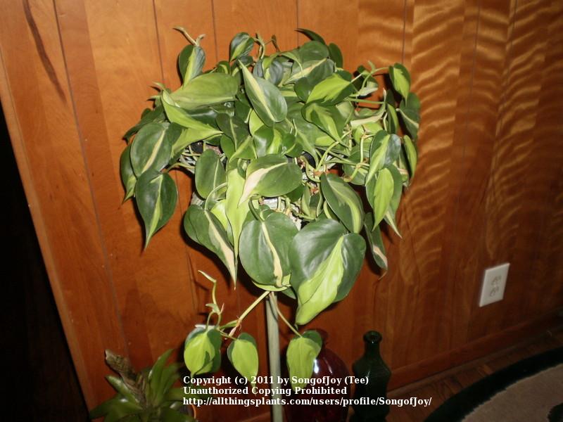 Photo of Philodendron (Philodendron hederaceum var. oxycardium 'Brasil') uploaded by SongofJoy