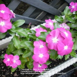 Location: Middle Tennessee
Date: 7/3/2011
'Pink Cooler' Catharanthus roseus