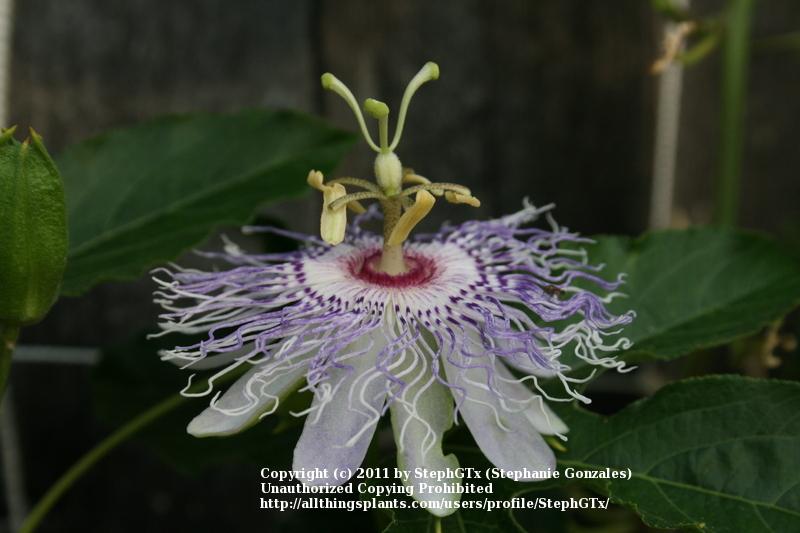 Photo of Maypop (Passiflora incarnata) uploaded by StephGTx
