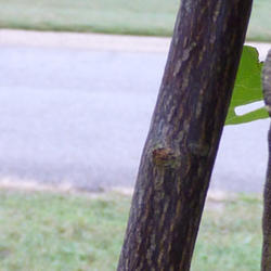 Location: North of Atlanta, GA
Date: 18 Sept 2011
Halesia Diptera bark