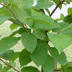 Location: North of Atlanta, GA
Date: 18 Sept 2011
Halesia Diptera leaves