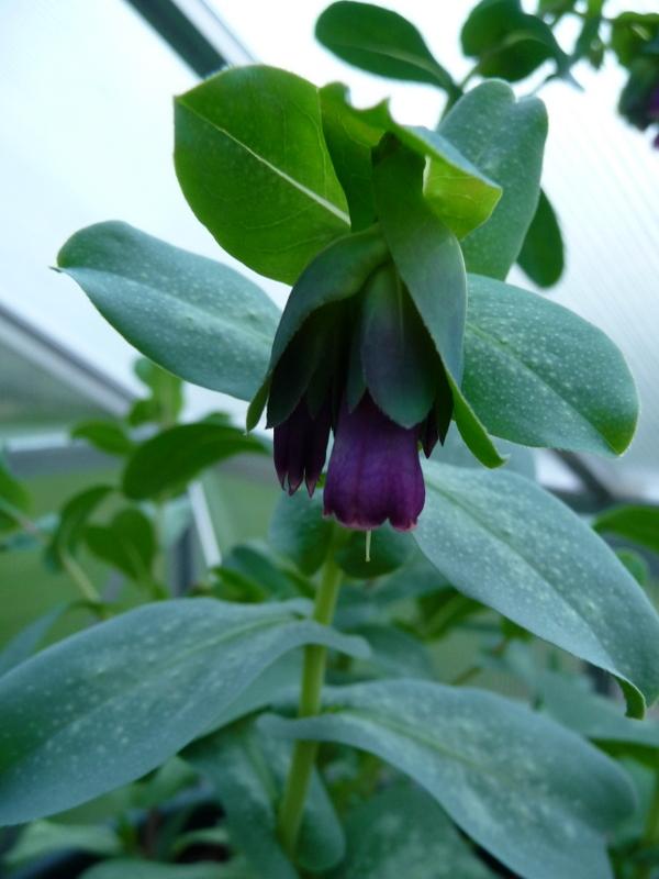 Photo of Honeywort (Cerinthe major subsp. purpurascens) uploaded by gardengus