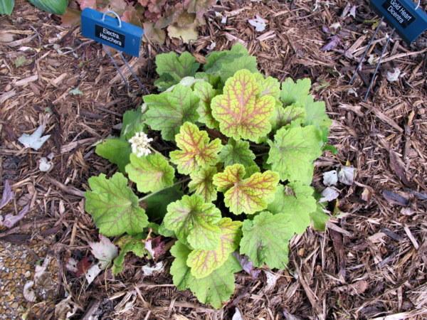 Photo of Coral Bells (Heuchera villosa 'Electra') uploaded by goldfinch4