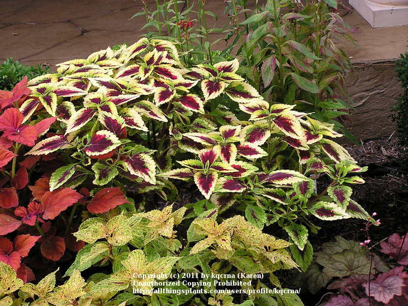 Photo of Coleus (Coleus scutellarioides 'Beckwith's Gem') uploaded by kqcrna