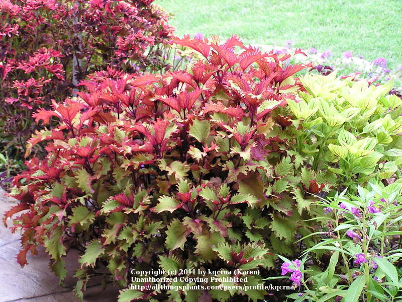 Photo of Coleus (Coleus scutellarioides Henna) uploaded by kqcrna