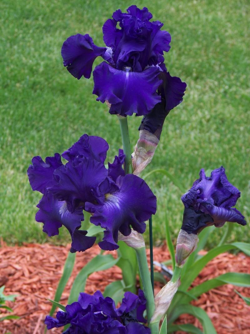 Photo of Tall Bearded Iris (Iris 'World Without End') uploaded by mattsmom
