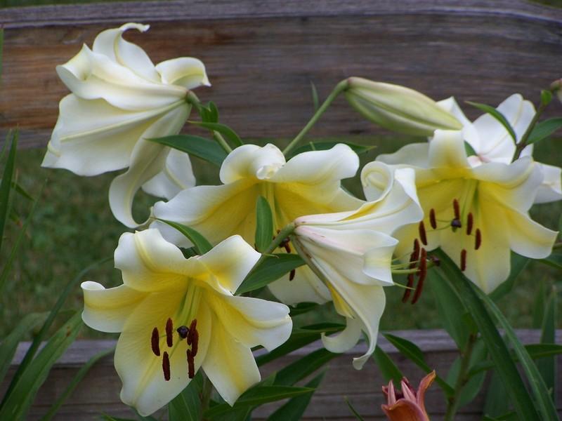 Photo of Lily (Lilium 'Conca d'Or') uploaded by mattsmom