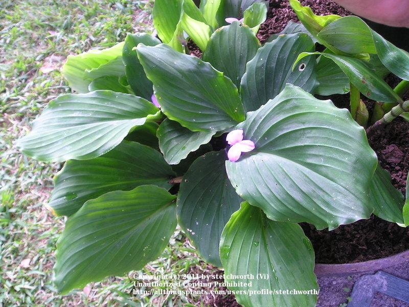 Photo of Peacock Ginger (Kaempferia pulchra) uploaded by stetchworth