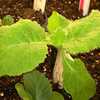 Soloist Chinese Cabbage seedling @ 19 days from sowing seed