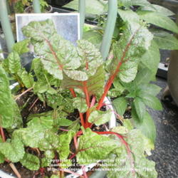 Location: Middle Tennessee
Date: 9/19/2011
'Bright Lights' chard growing in a shallow pan