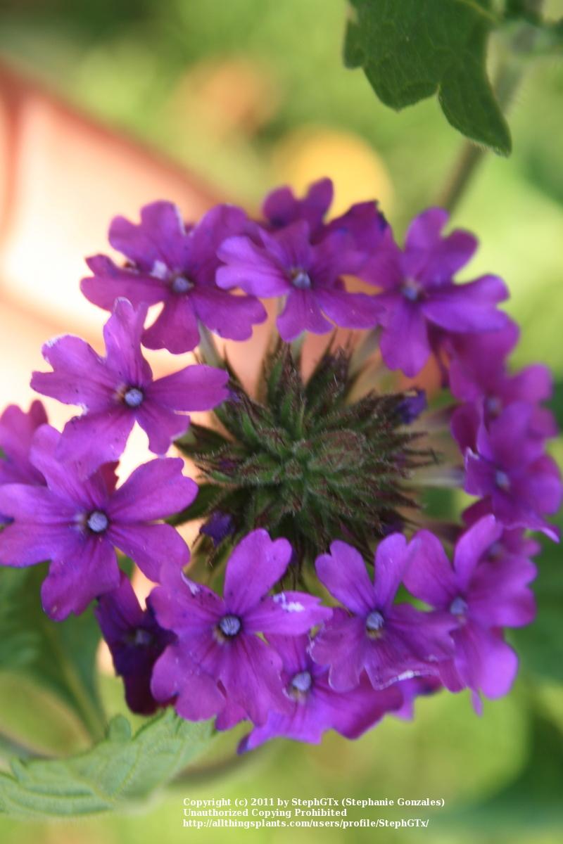 Photo of Purple Verbena (Verbena canadensis 'Homestead Purple') uploaded by StephGTx