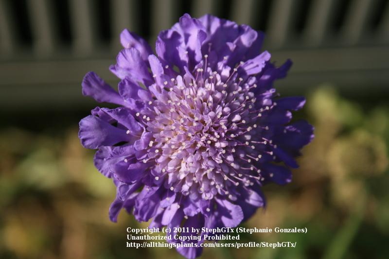 Photo of Pincushion Flower (Scabiosa columbaria 'Butterfly Blue') uploaded by StephGTx