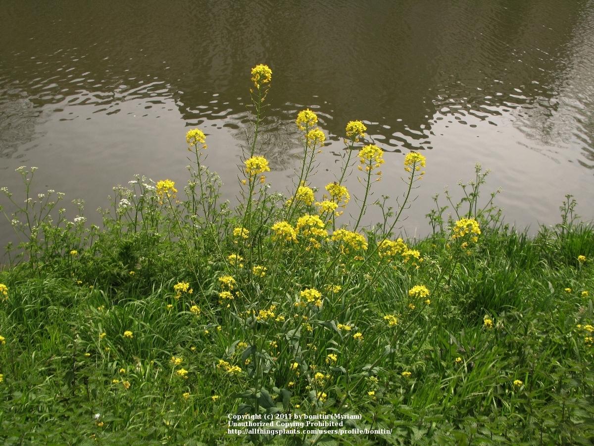 Photo of Yellow Turnip (Brassica napus) uploaded by bonitin
