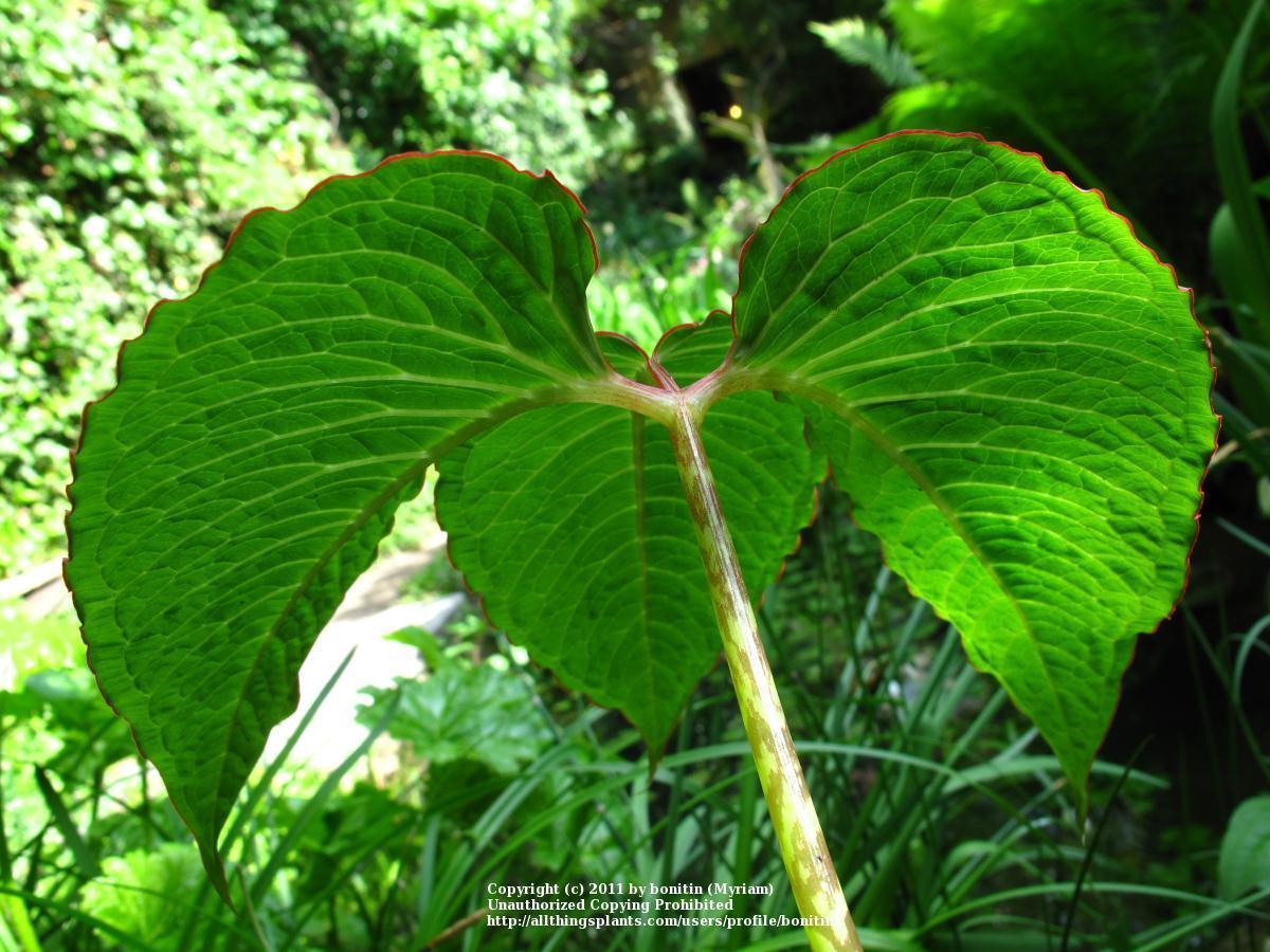 Photo of Cobra Lily (Arisaema speciosum) uploaded by bonitin