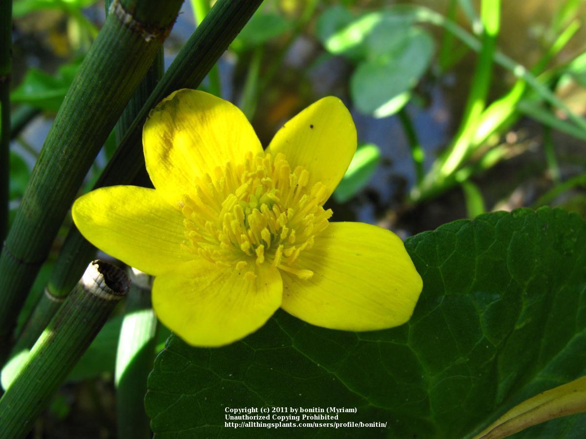 Photo of Marsh Marigold (Caltha palustris) uploaded by bonitin