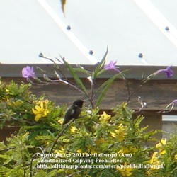 Location: Martin County Florida zone 10
Date: November
blooms with hummingbird watching for insects