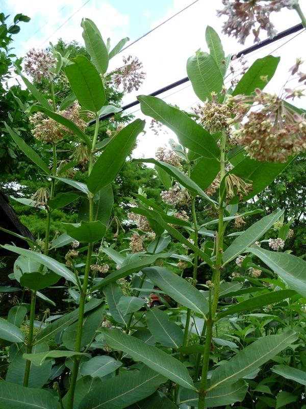 Photo of Common Milkweed (Asclepias syriaca) uploaded by gardengus