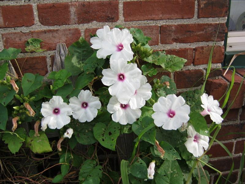 Photo of Man of the earth (Ipomoea pandurata) uploaded by gardengus