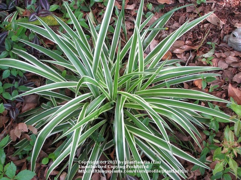 Photo of Spider Plant (Chlorophytum comosum 'Variegatum') uploaded by plantladylin