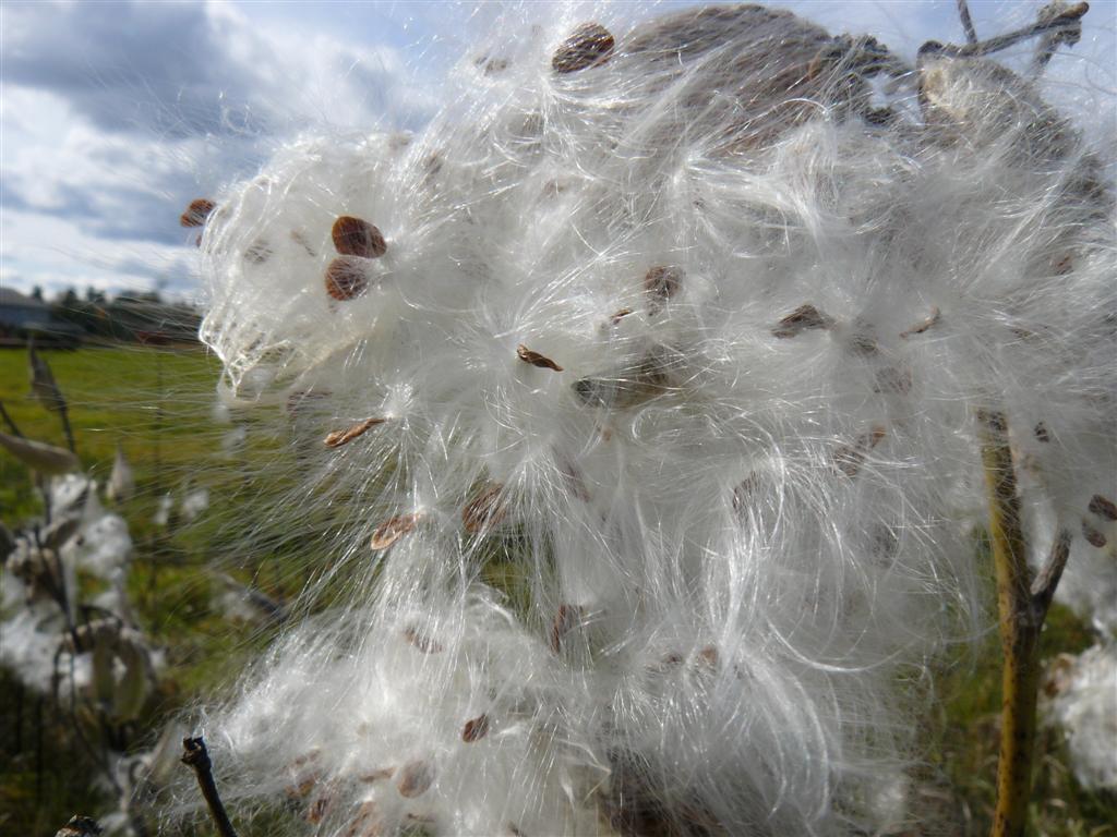 Photo of Common Milkweed (Asclepias syriaca) uploaded by threegardeners