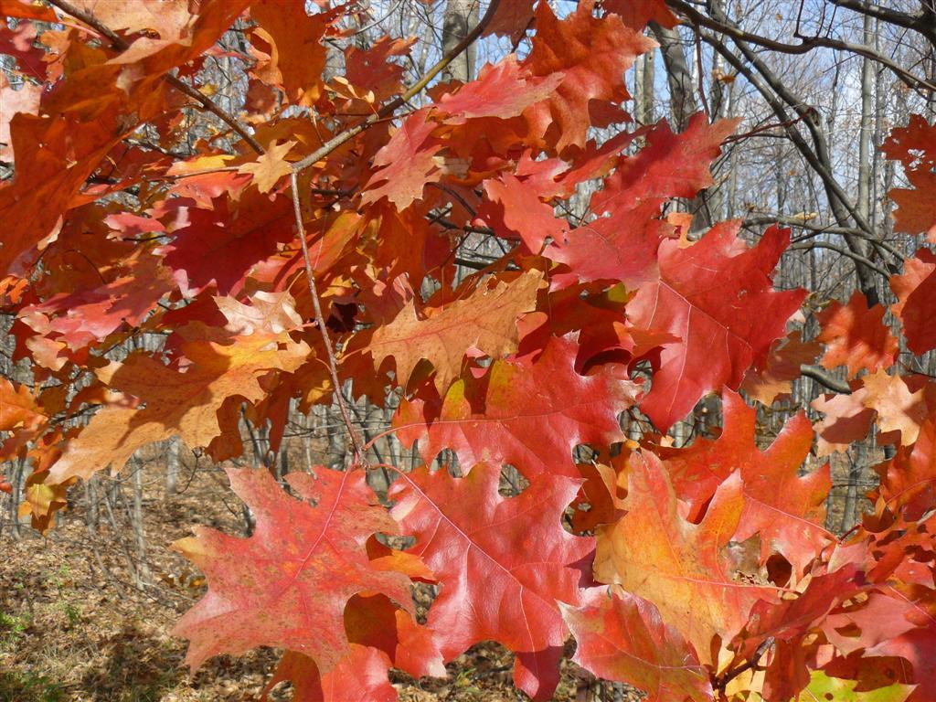 Photo of Northern Red Oak (Quercus rubra) uploaded by threegardeners