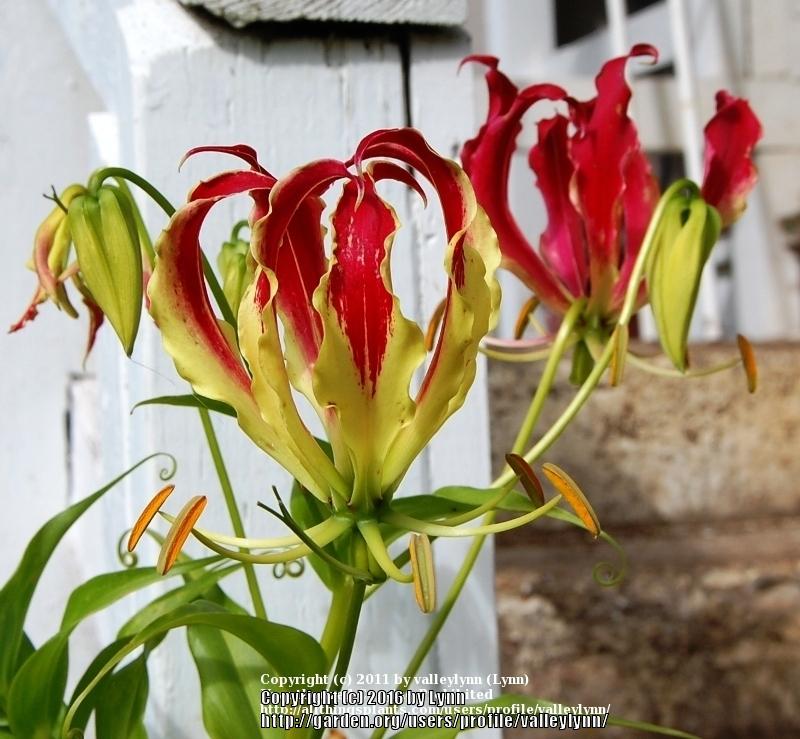 Photo of Gloriosa Lily (Gloriosa superba) uploaded by valleylynn