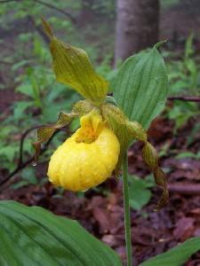 Photo of Small Flowered Yellow Lady's Slipper Orchid (Cypripedium parviflorum var. parviflorum) uploaded by vic