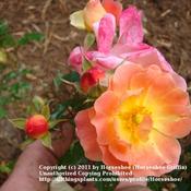 Peach Drift, a chameleon, from red bud to yellowish-pink to freck
