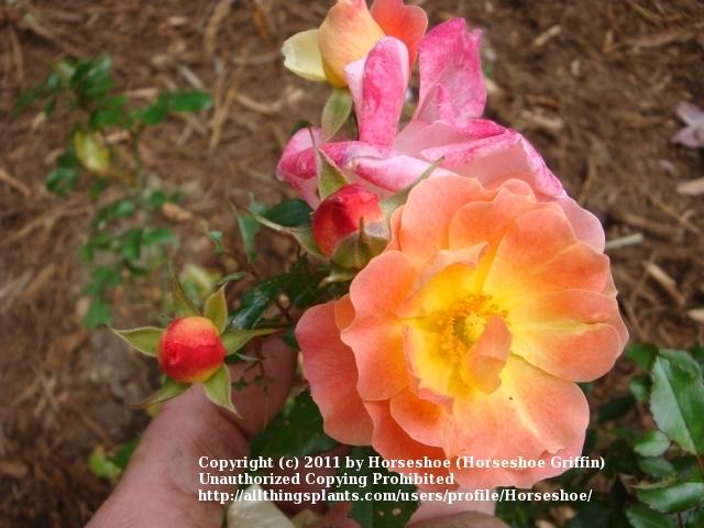 Photo of Rose (Rosa 'Peach Drift') uploaded by Horseshoe