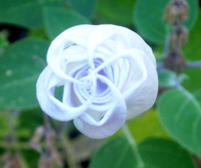 Photo of Jimson Weed (Datura innoxia) uploaded by Sharon