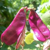 Hyacinth Bean seedpod