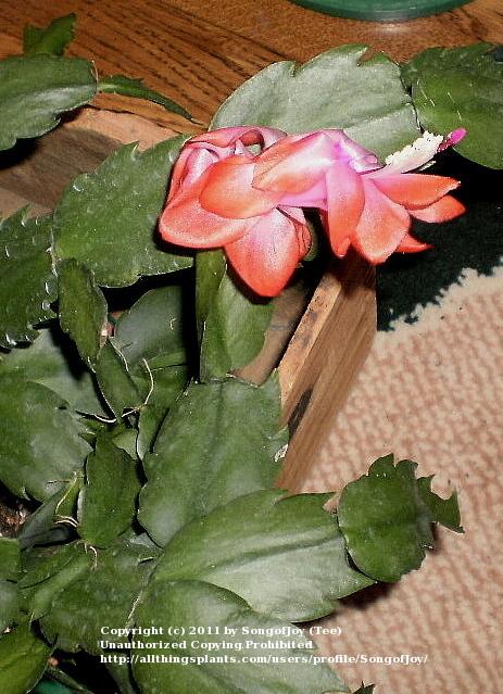 Photo of Christmas Cactus (Schlumbergera truncata) uploaded by SongofJoy