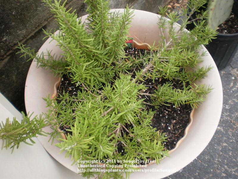 Photo of Rosemary (Salvia rosmarinus) uploaded by SongofJoy