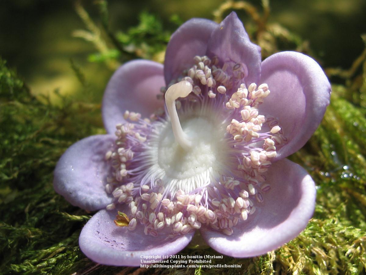 Photo of False Hydrangea (Hydrangea caerulea 'Blue Wonder') uploaded by bonitin