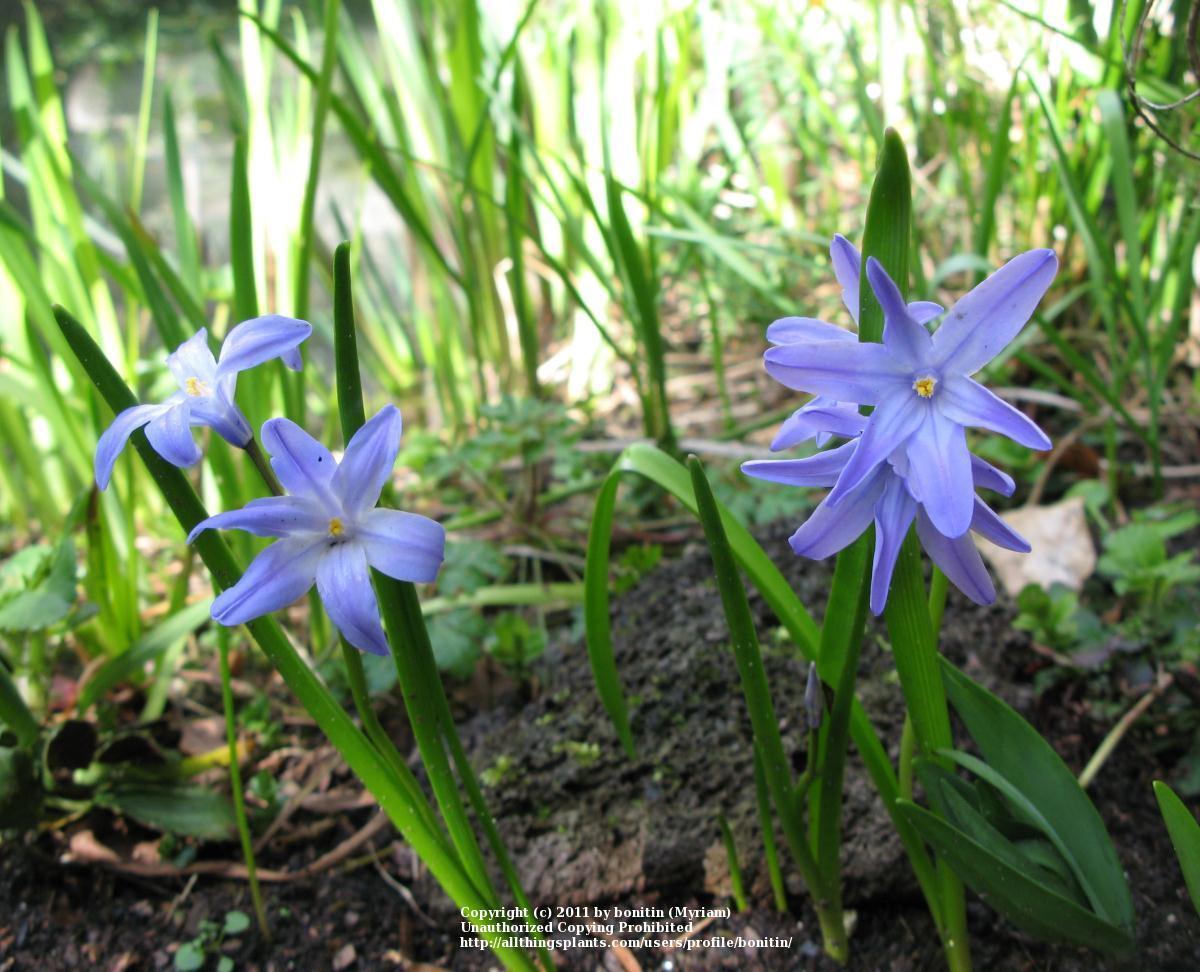 Photo of Glory Of The Snow (Scilla luciliae) uploaded by bonitin