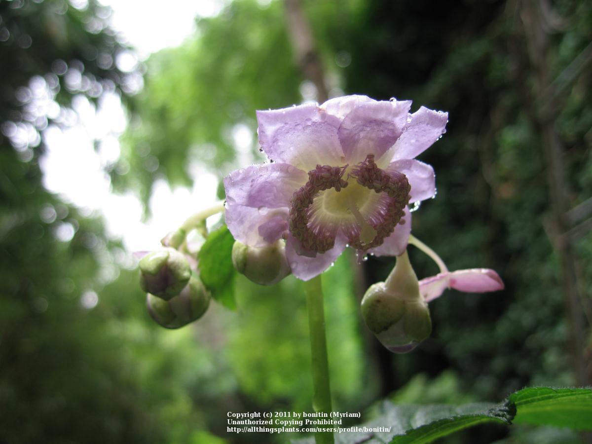 Photo of False Hydrangea (Hydrangea caerulea 'Blue Wonder') uploaded by bonitin