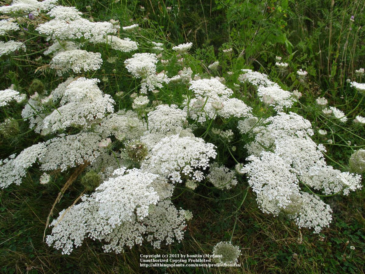 Photo of Queen Anne's Lace (Daucus carota) uploaded by bonitin