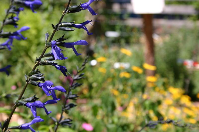 Photo of Anise-Scented Sage (Salvia coerulea 'Black and Blue') uploaded by dave