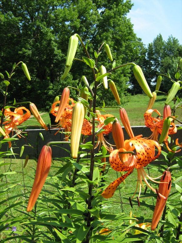 Photo of Tiger Lily (Lilium lancifolium) uploaded by gardengus
