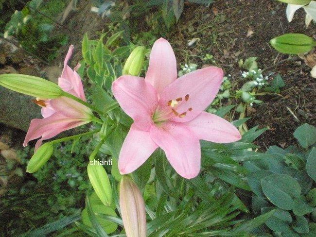 Photo of Lily (Lilium 'Chianti') uploaded by ge1836