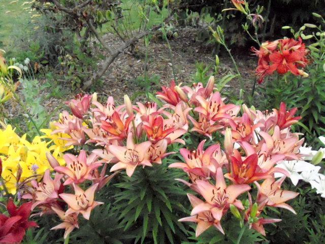 Photo of Lily (Lilium 'Royal Sunset') uploaded by ge1836