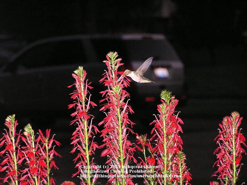 Photo of Cardinal Flower (Lobelia cardinalis) uploaded by kqcrna