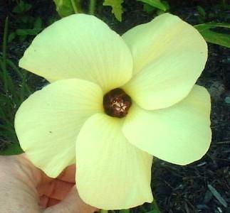 Photo of Sunset Hibiscus (Abelmoschus manihot) uploaded by vic