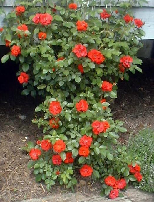 Photo of Rose (Rosa 'Scarlet Meidiland') uploaded by vic